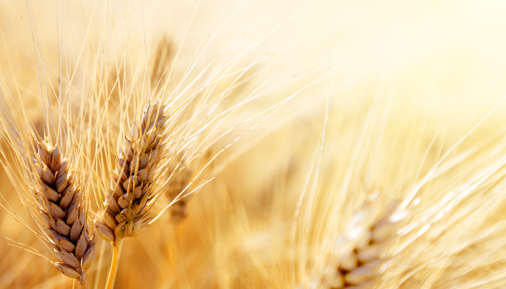 Wheat field